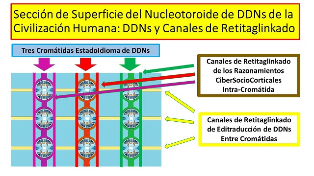 Nucleotoroide Superficie Salas-Cápsulas 1.jpg